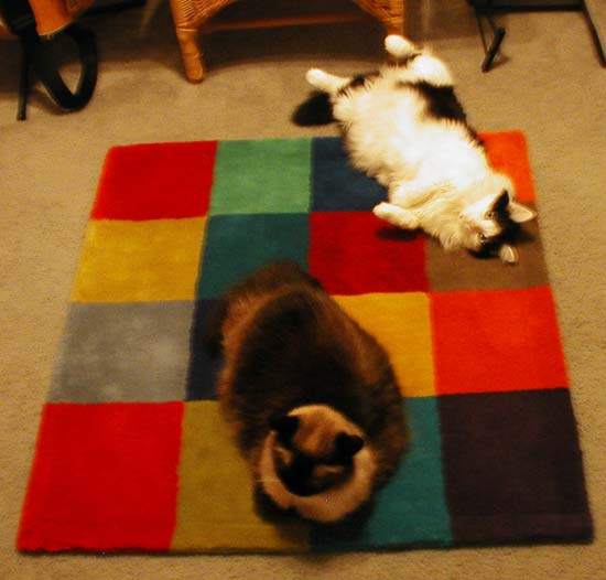 Cats on IKEA Rug