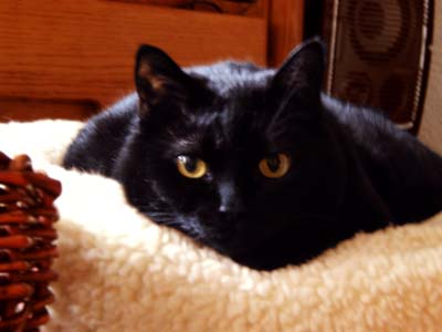 Wednesday in her pet bed 26-Dec-2004