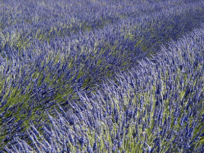 Lavender in Sequim