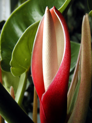 Philodendron bloom from 2002