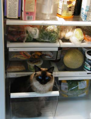 Abhi in the Fridge