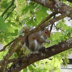 IttyBitty The Squirrel