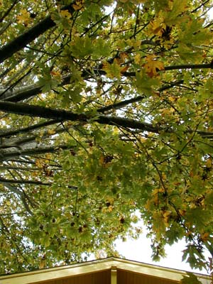 Looking up at the maple, October 8