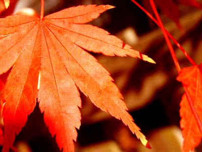 Japanese Maple, November 8