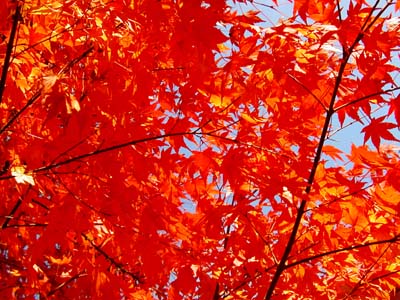 Japanese Maple, November 8