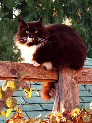 Brutus perching on fence