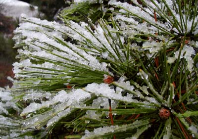 Snow on the Pine, December 1