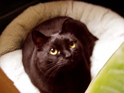 Wednesday in her pet bed