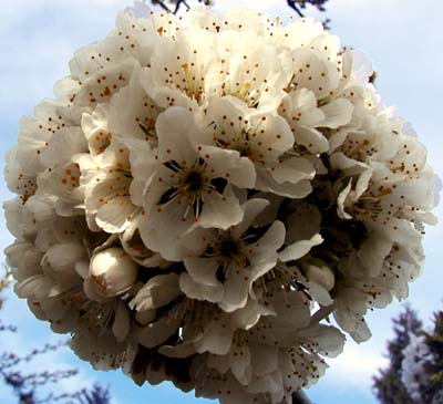 A pompom of cherry blossoms