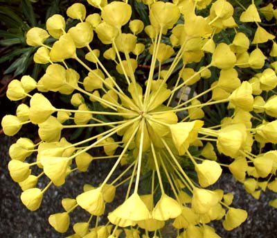 Spurge flowers