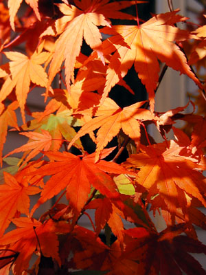 Japanese Maple, October 29, 2006