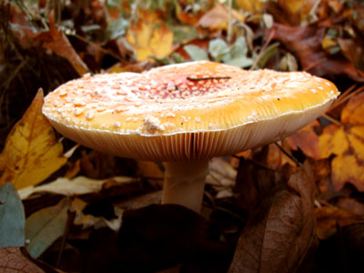 Amanita Muscaria