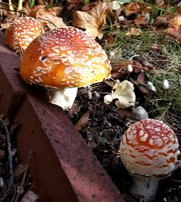 Amanita Muscaria grove