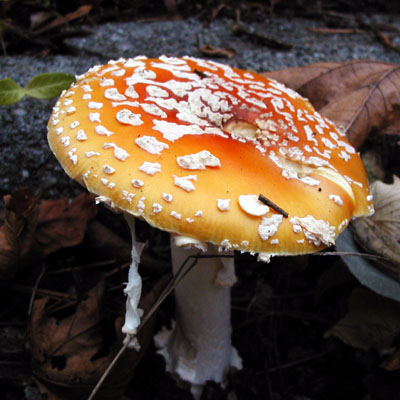 Amanita Muscaria