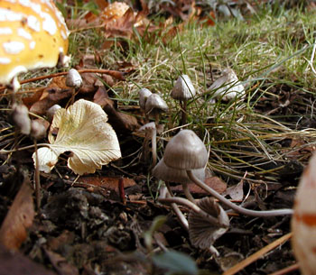 Teeny mushrooms