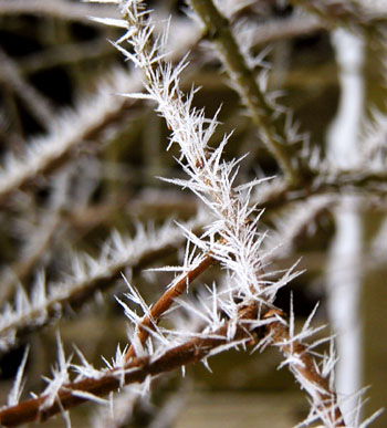 Rime frost on a branch