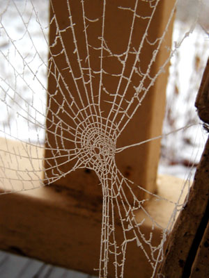 Rime frost on cobweb
