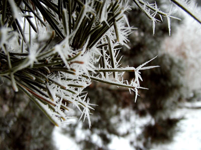 Rime frost on pine needles