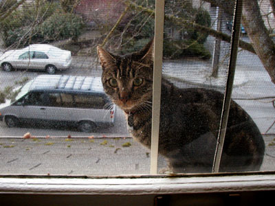 Humphrey at window