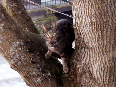 Humphrey in tree
