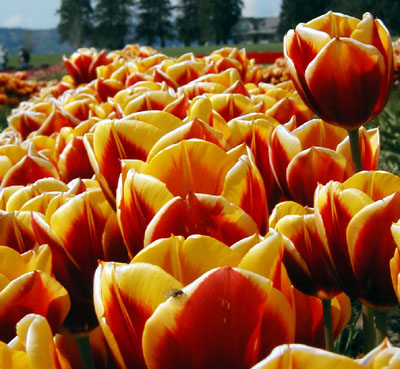 Gold tulips