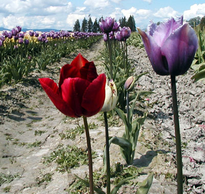 One red tulip