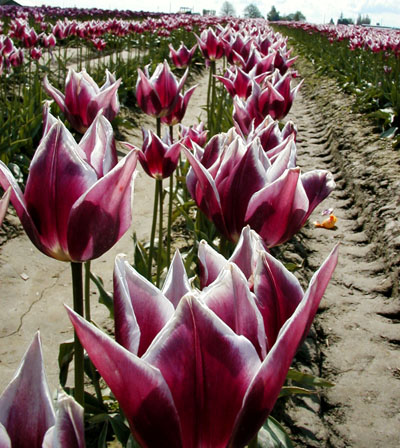 Pointy purple tulips!