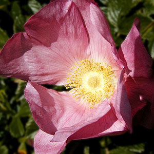 A backyard rose