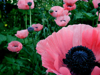 Poppies!