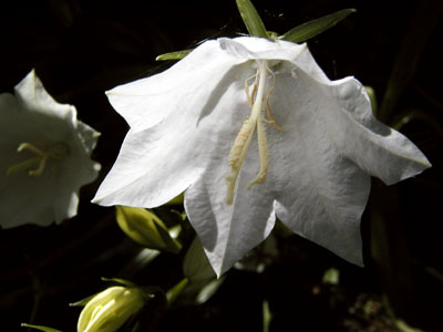 White flower