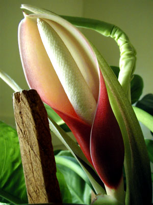 Philodendron bloom