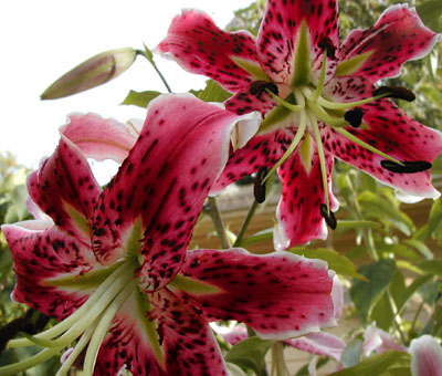 The mystery lily in bloom