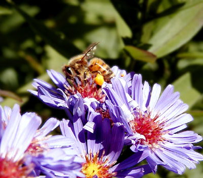 A honey bee with pollen "floaties"