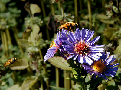 A honey bee with pollen "floaties"