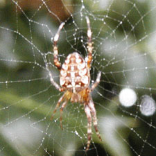 Cross Spider