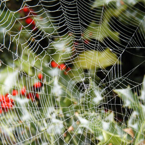 Spider Web in the Fog