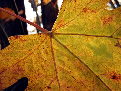 Big Leaf Maple