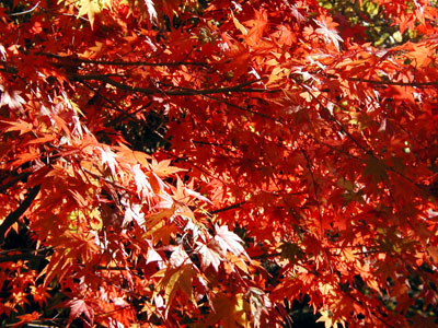 Red Japanese Maple