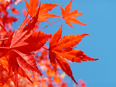 Red Japanese Maple