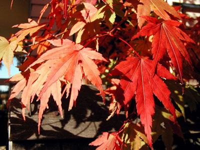 Red Japanese Maple