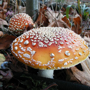 Two fly agaric mushrooms