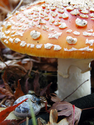 Fly agaric mushroom welcomes visitors