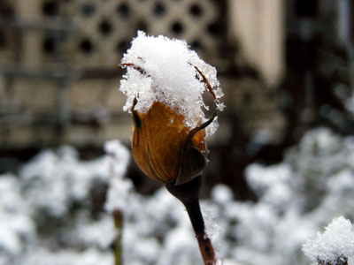 Snow on a rosebud