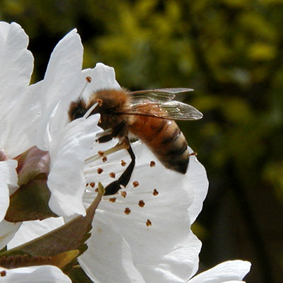 Honeybee at a cherry