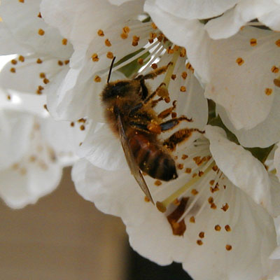 Honeybee covered in pollen