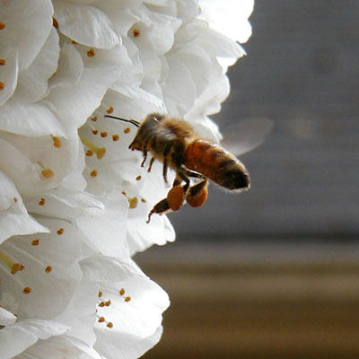 Honeybee in flight carrying pollen