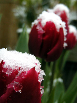 Tulips topped with snow
