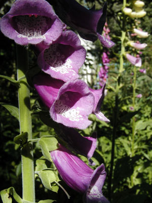 Foxglove