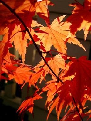 Red Japanese Maple