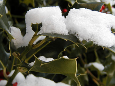 Snow on the holly